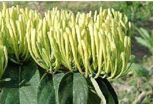 金銀花烘干好還是曬干好？烘干廠家告訴你「誰占優(yōu)」