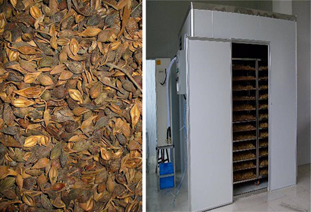 連翹熱泵烘干工藝揭秘，烘干廠家「工藝分享」